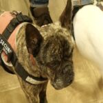 Pet therapy in carcere a Taranto