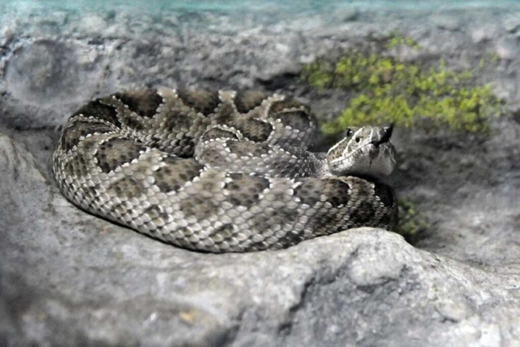 vipera