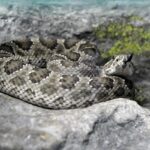 vipera