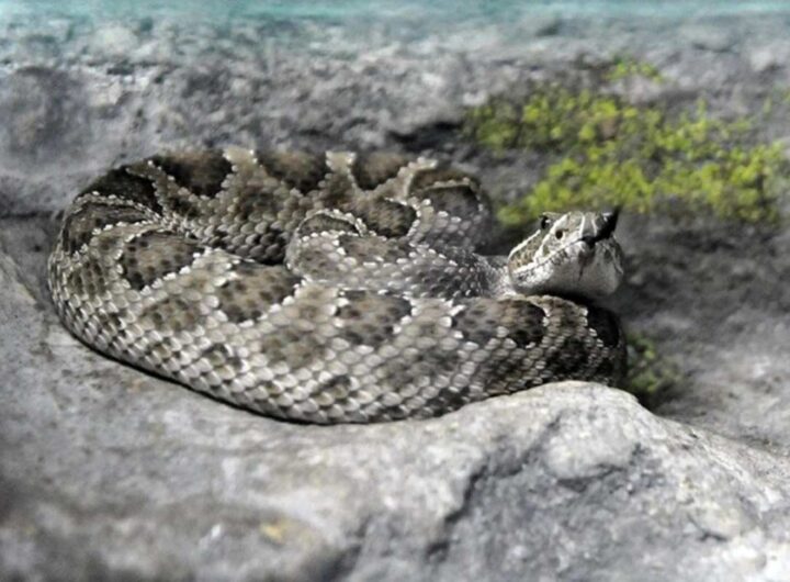 vipera