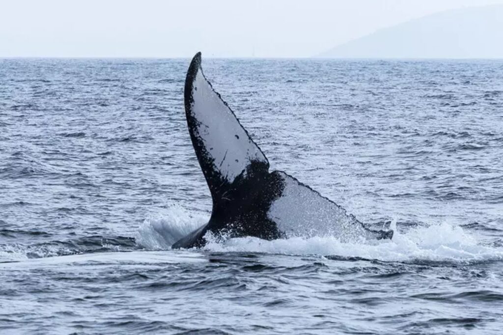 Una balena