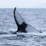 Una balena