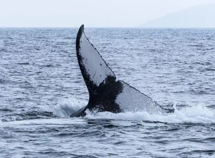 Una balena