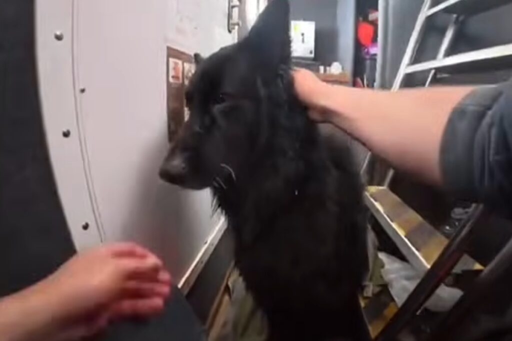 La storia di Bruce, il cane trascinato al largo e salvato dalla Guardia Costiera