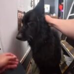 La storia di Bruce, il cane trascinato al largo e salvato dalla Guardia Costiera