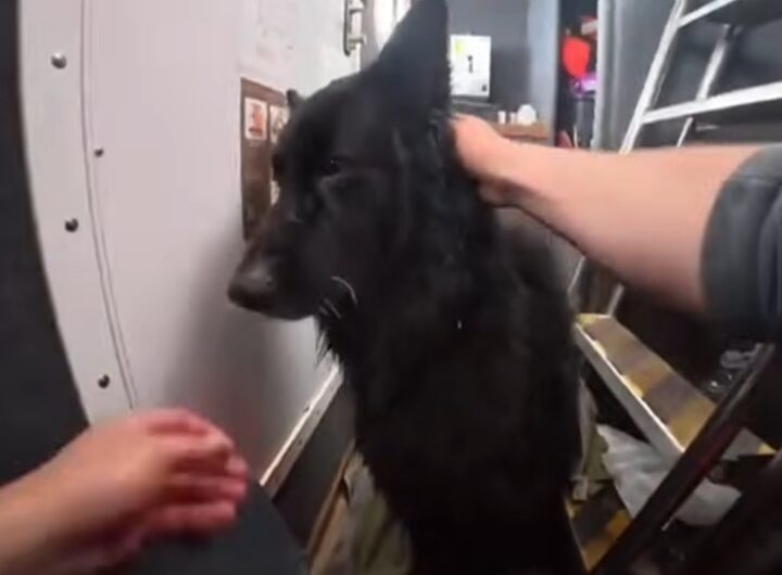 La storia di Bruce, il cane trascinato al largo e salvato dalla Guardia Costiera