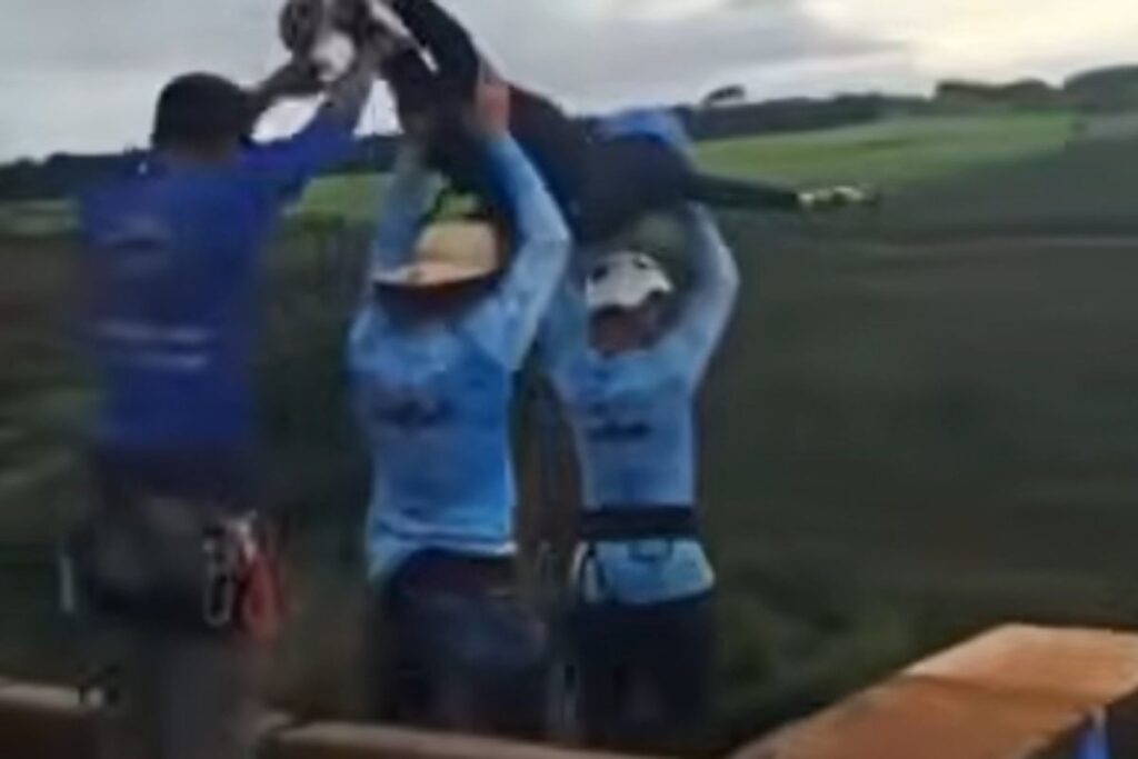 morta bungee jumping