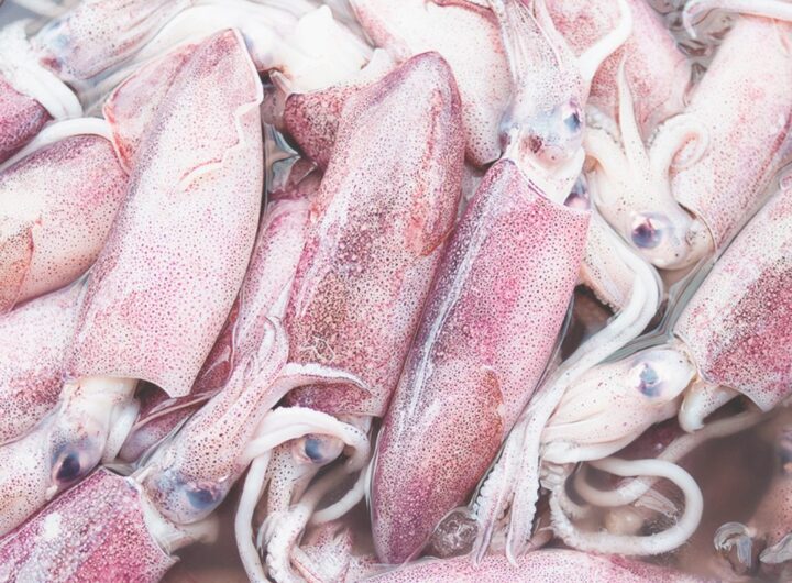 calamari