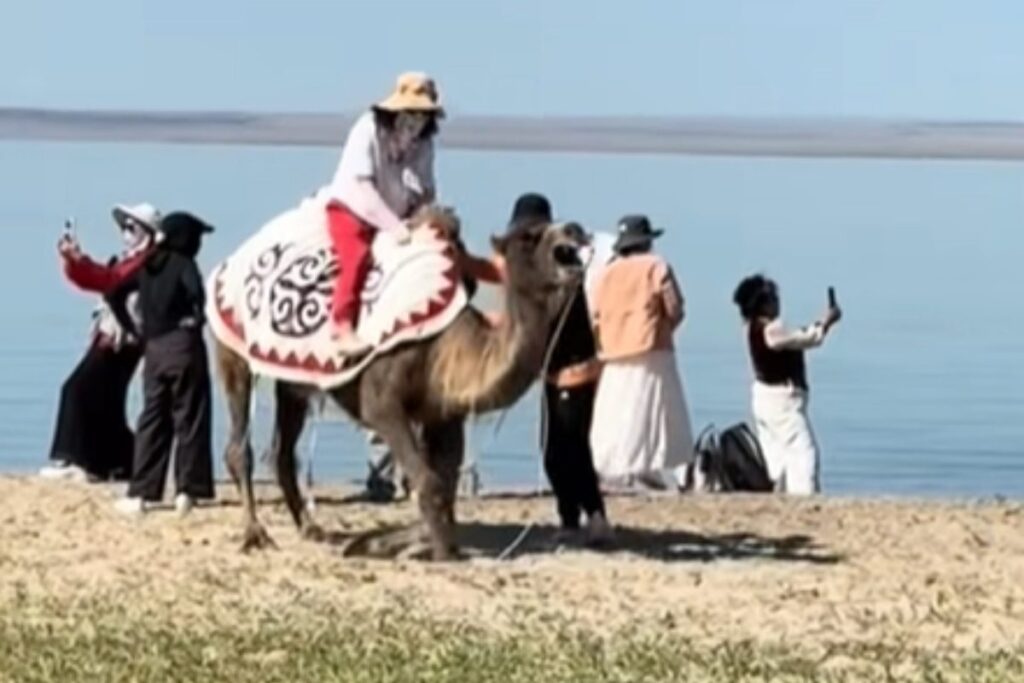 cammello