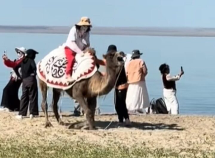 cammello