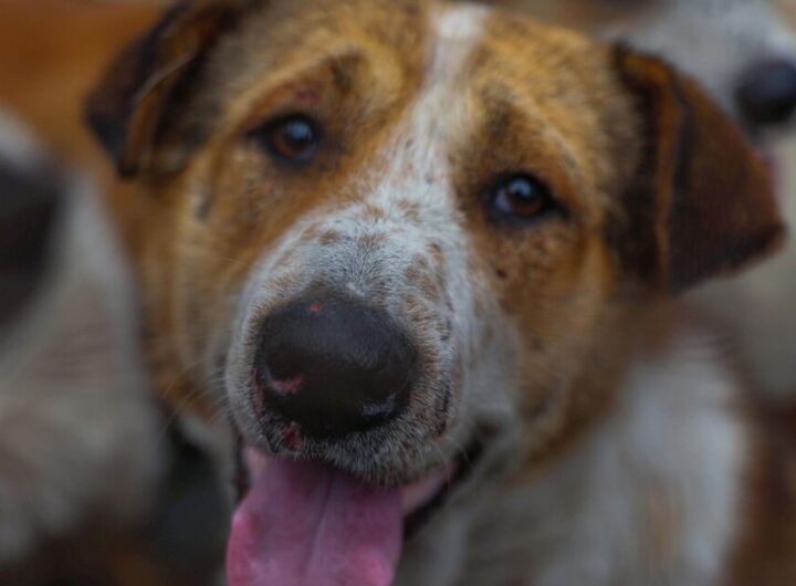 cane rabbia