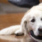 Un cane