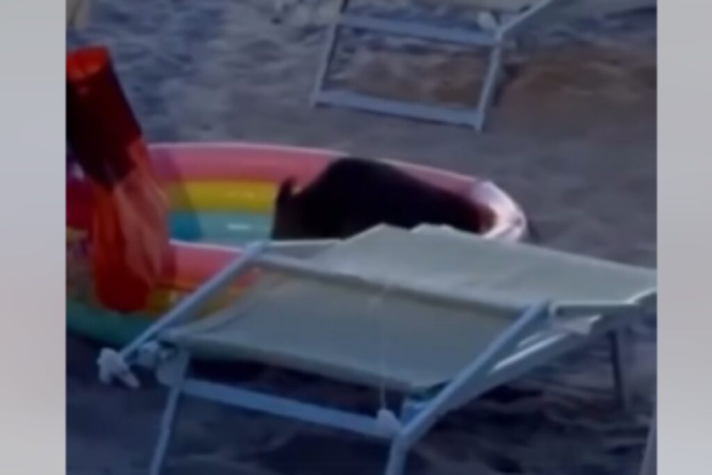 cinghiale piscina