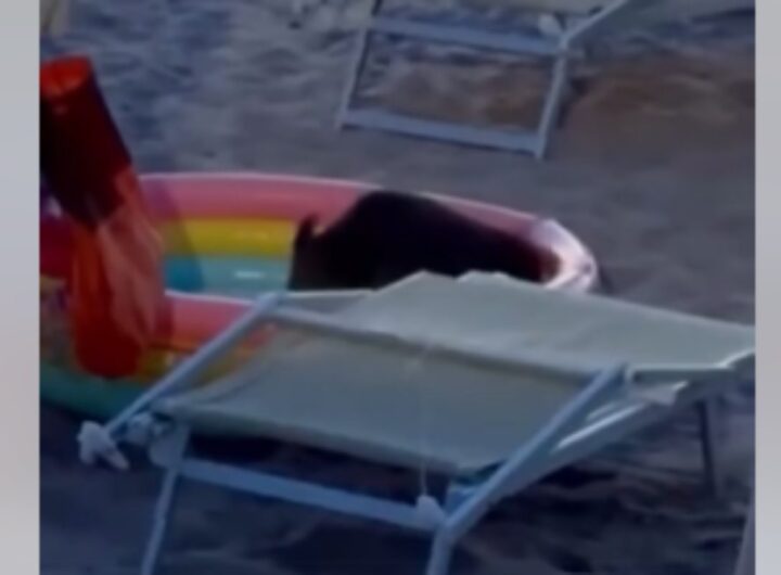 cinghiale piscina