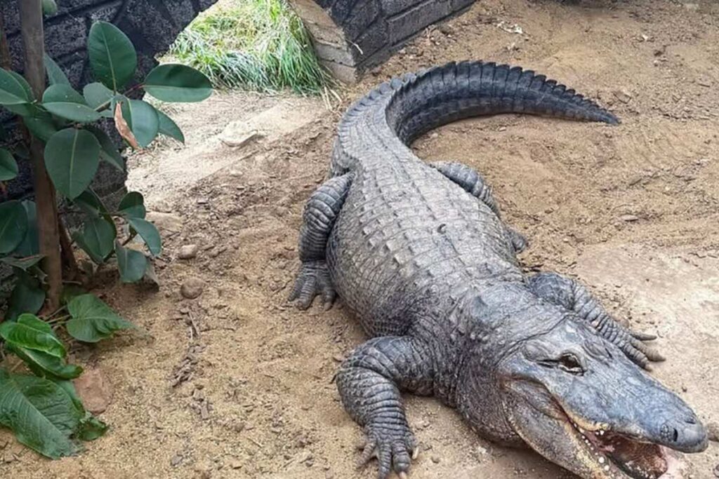 coccodrillo