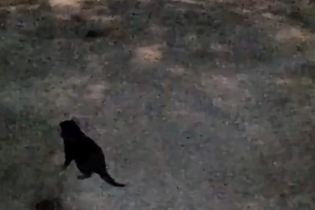 Il video del diavolo della Tasmania fuggito e ripreso da una telecamera domestica