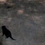 Il video del diavolo della Tasmania fuggito e ripreso da una telecamera domestica
