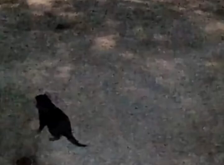 Il video del diavolo della Tasmania fuggito e ripreso da una telecamera domestica