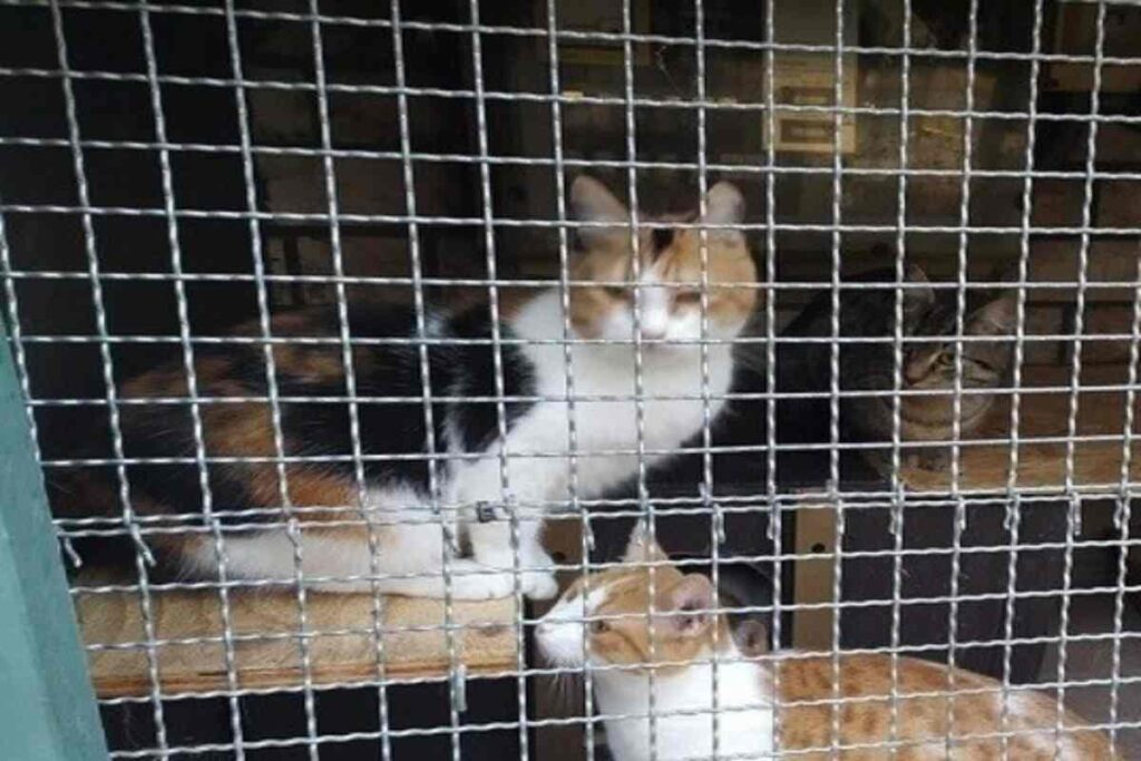 Gatti in gabbia