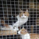 Gatti in gabbia