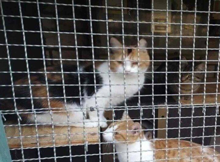 Gatti in gabbia
