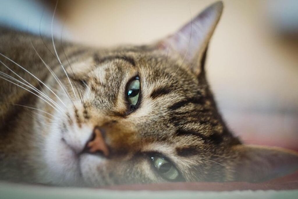 Dei gatti