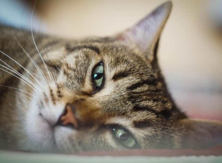 Dei gatti