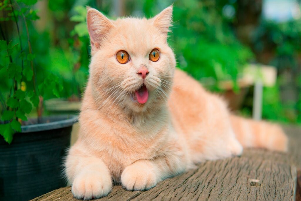 Un gatto