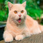 Un gatto