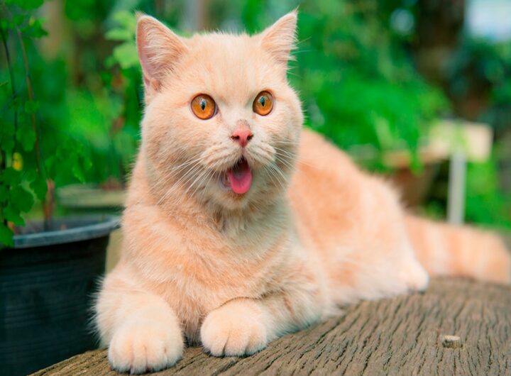 Un gatto