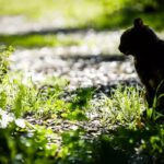 gatto