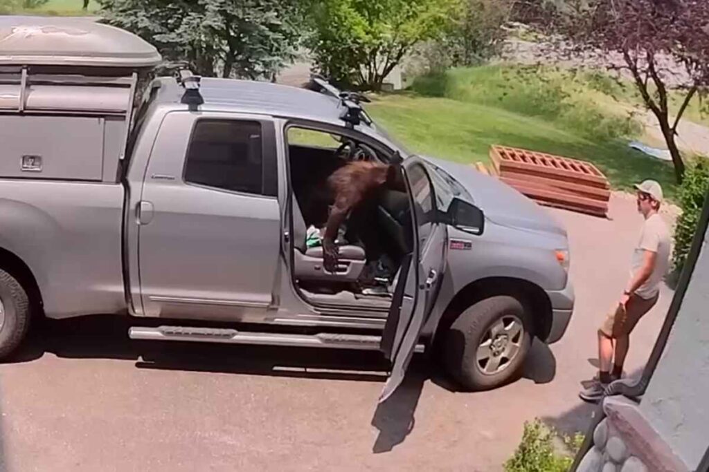 Orso in auto