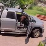 Orso in auto