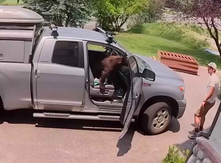 Orso in auto