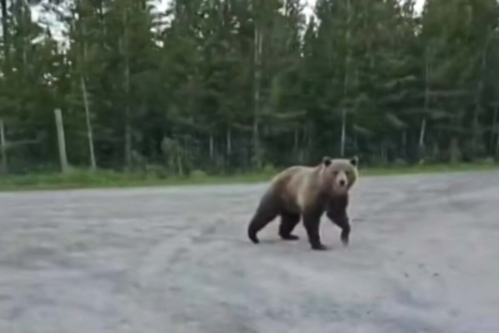 Orso