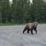 Orso