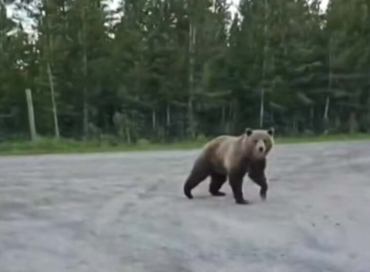 Orso