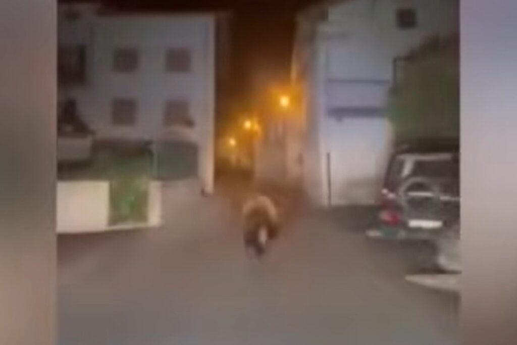 orso in valtellina