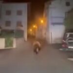 orso in valtellina