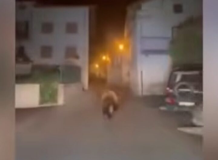 orso in valtellina