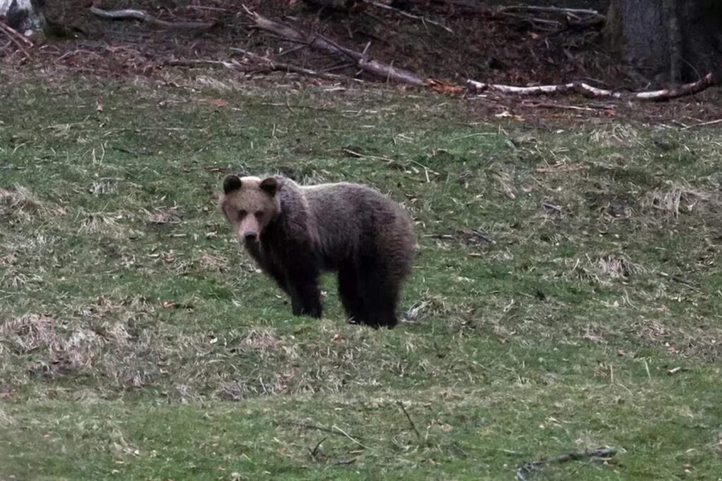 un orso