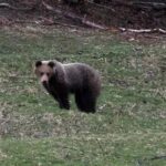 un orso