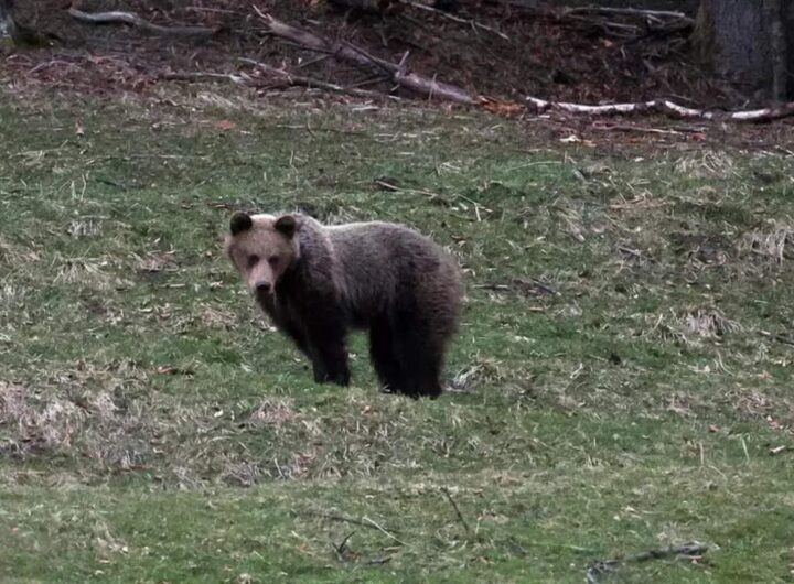 un orso