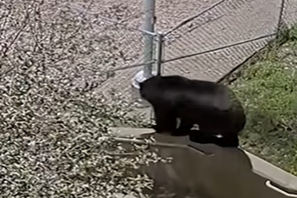 Il video dell’orso che scavalca la recinzione del parcheggio della polizia di Castle Rock, in Colorado