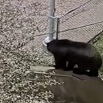 Il video dell’orso che scavalca la recinzione del parcheggio della polizia di Castle Rock, in Colorado