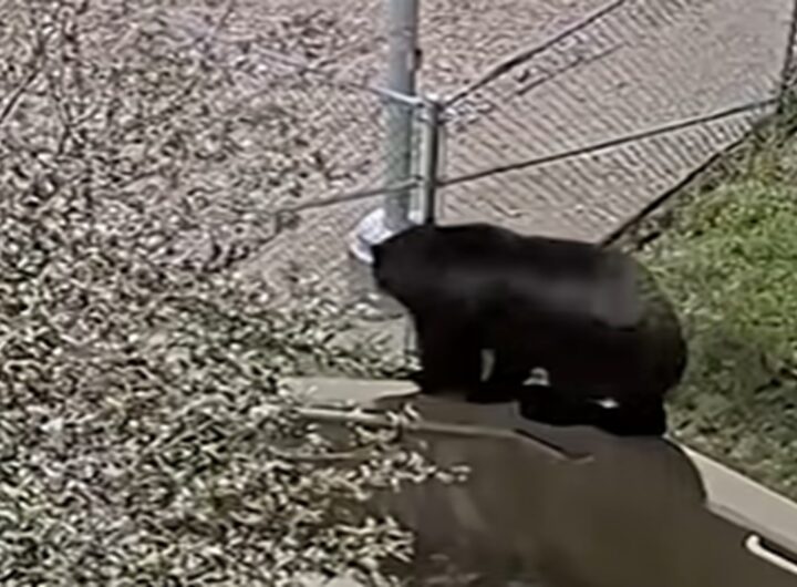 Il video dell’orso che scavalca la recinzione del parcheggio della polizia di Castle Rock, in Colorado