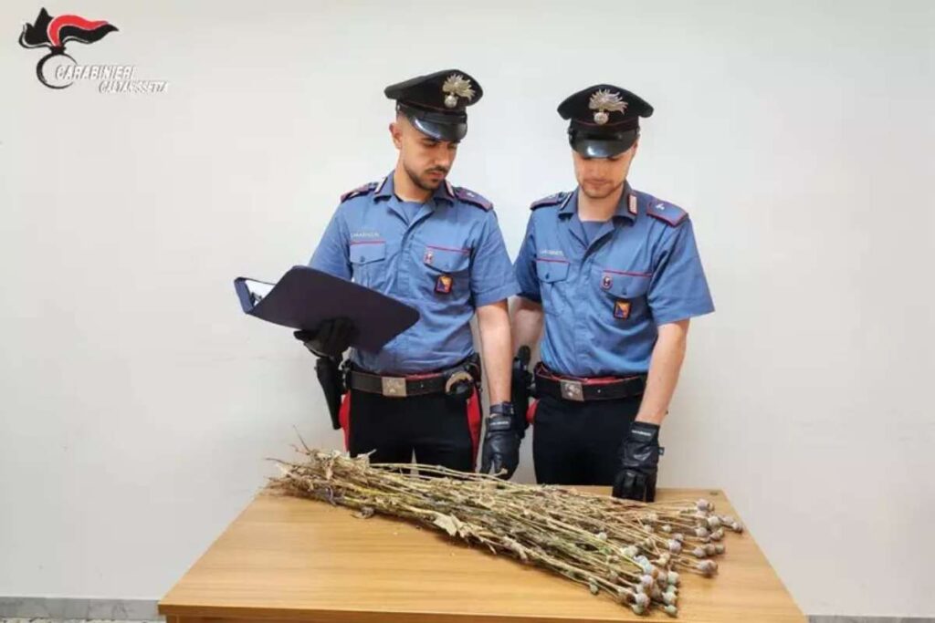 Niscemi, coltivavano papaveri da oppio nella zona chiusa per la frana