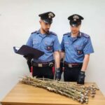 Niscemi, coltivavano papaveri da oppio nella zona chiusa per la frana