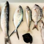 Pesce