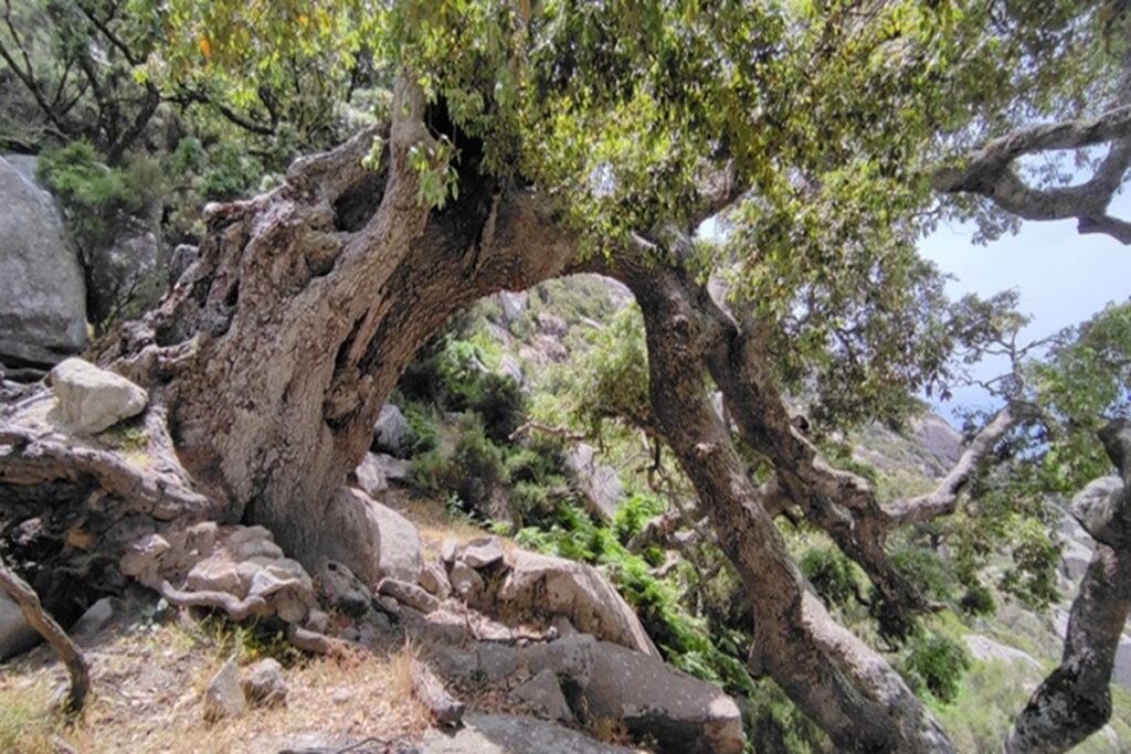 Una quercia